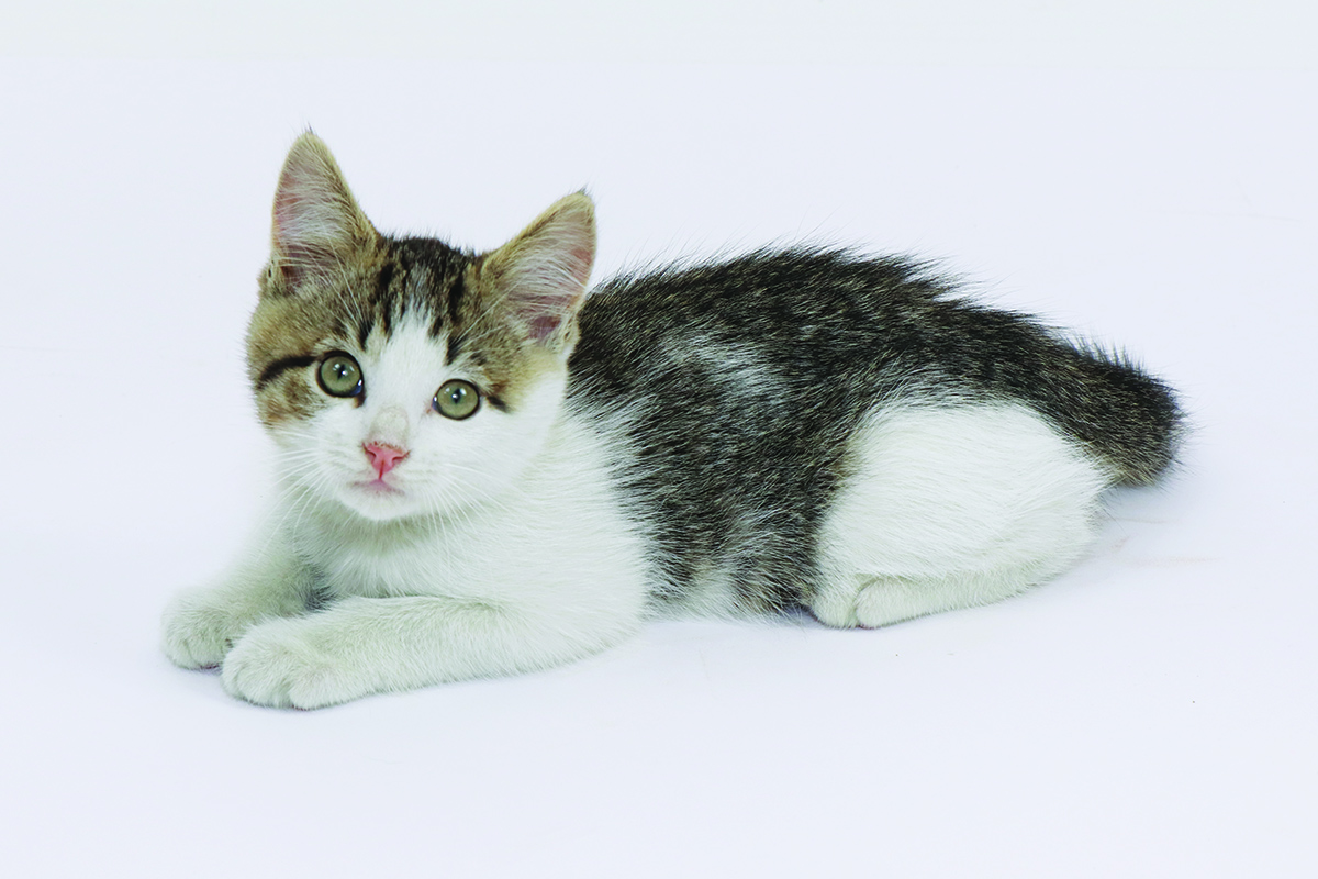 lounging-nsala-kitten-01.2019