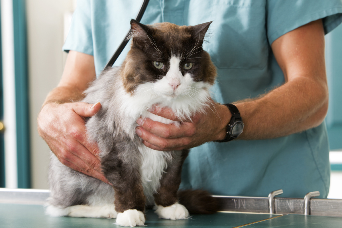 Cat Check-Up