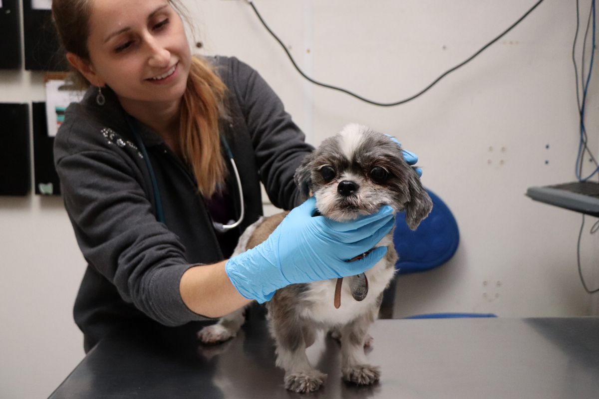 dog_flea_tick