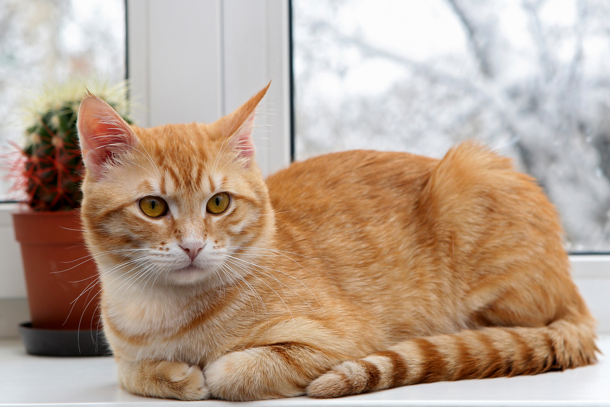 Orange cat  sitting  in the window Animal League