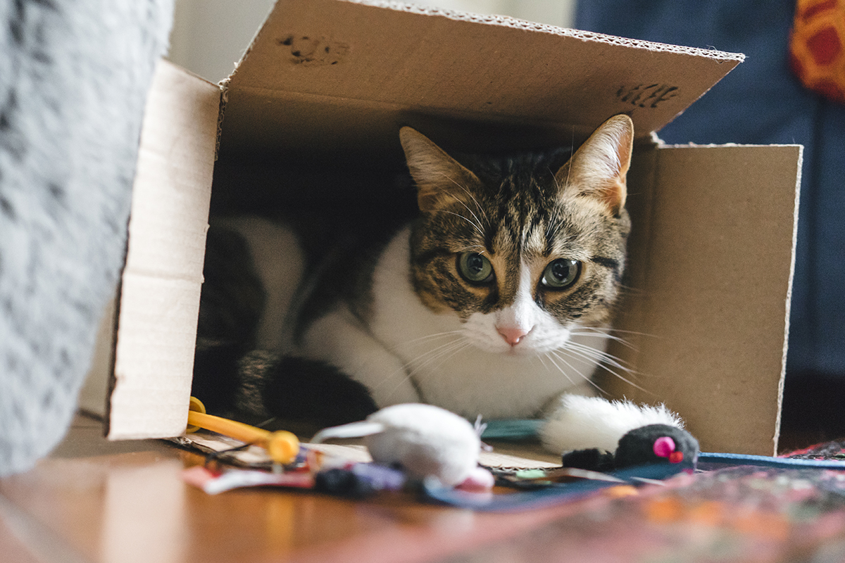 Cat playing with boxes and toys