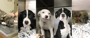 a collage of dogs