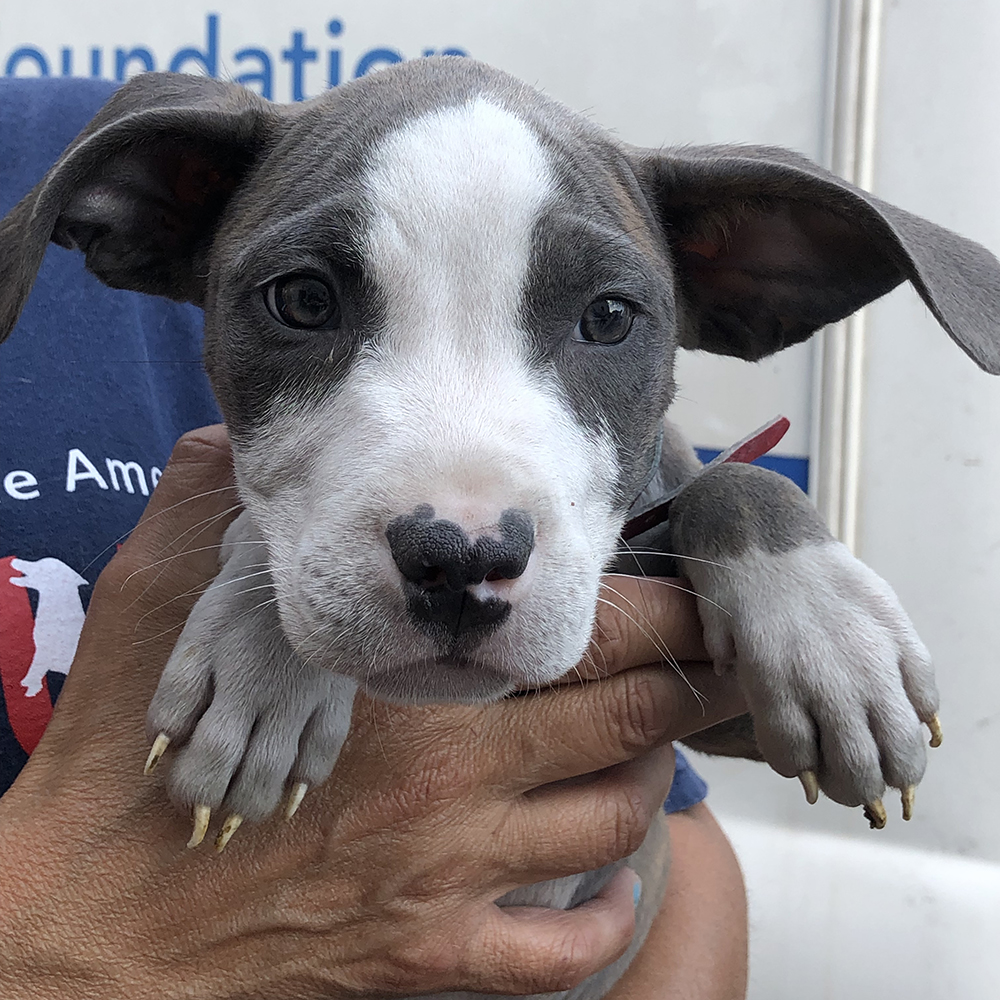 a person holding a dog