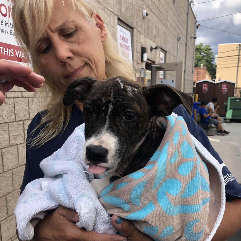 a woman holding a dog wrapped in a towel