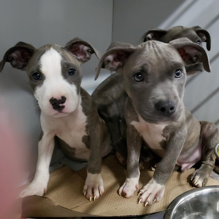 a group of puppies sitting on a table