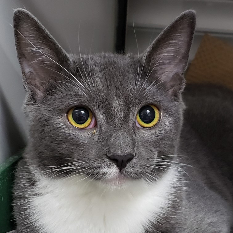 a close up of a cat