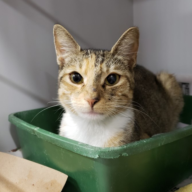 a cat sitting in a green container