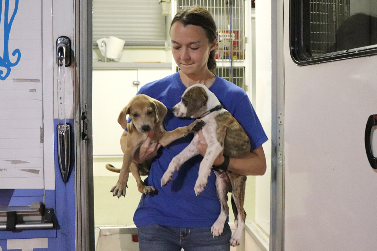 a woman holding two dogs