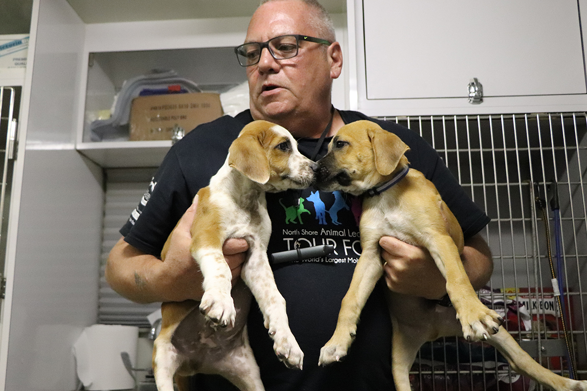 a man holding two puppies