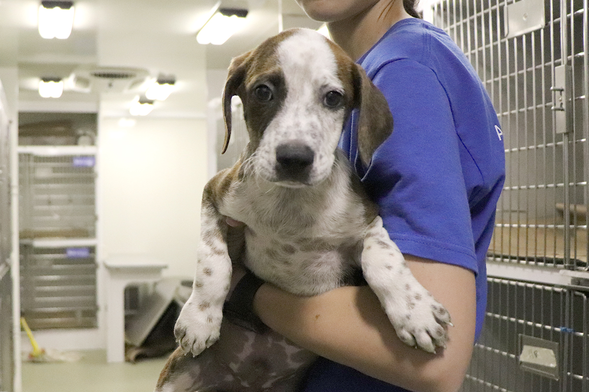a person holding a dog