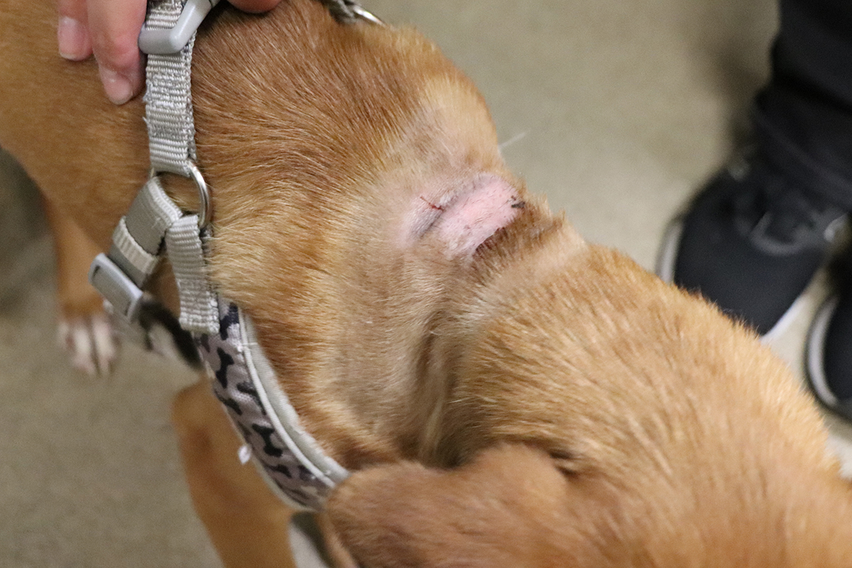 a dog with a cut on its head