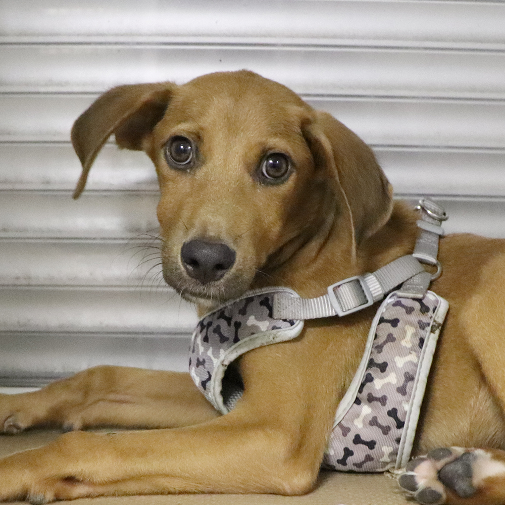 a dog wearing a harness