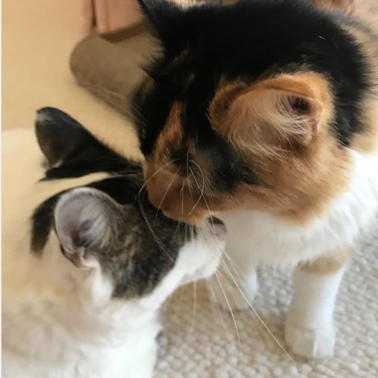 beths-blog-oct2019-mooshu-and-walter-2