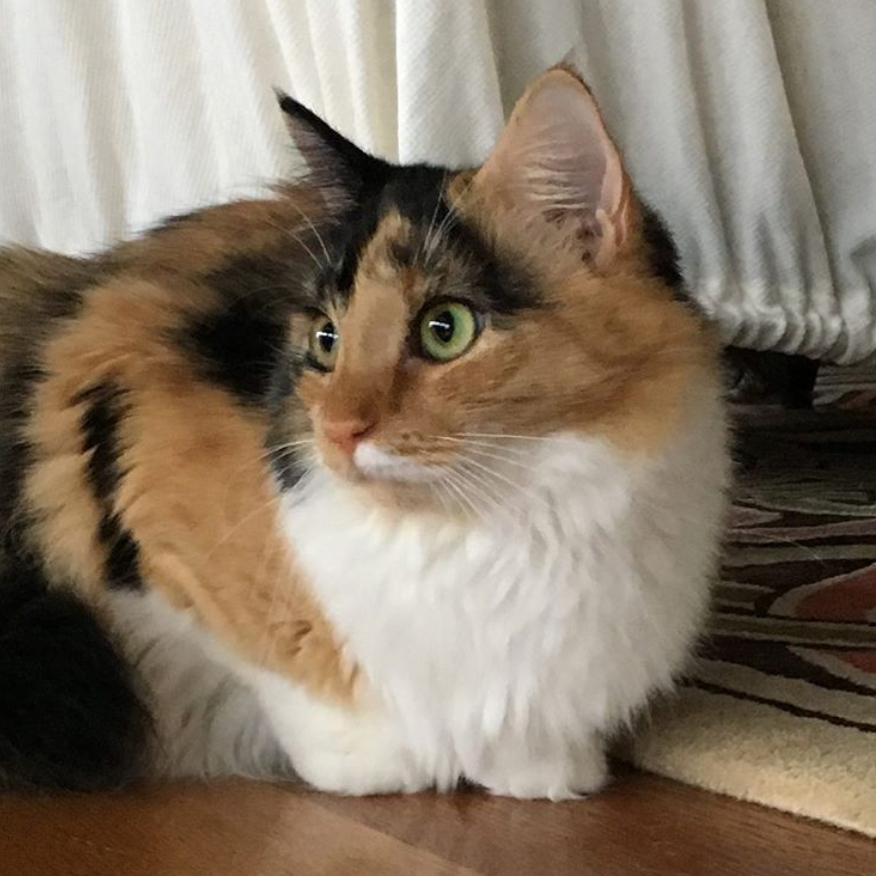 beths-blog-oct2019-mooshu