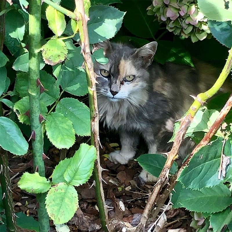 beths-blog-oct2019-muffin2
