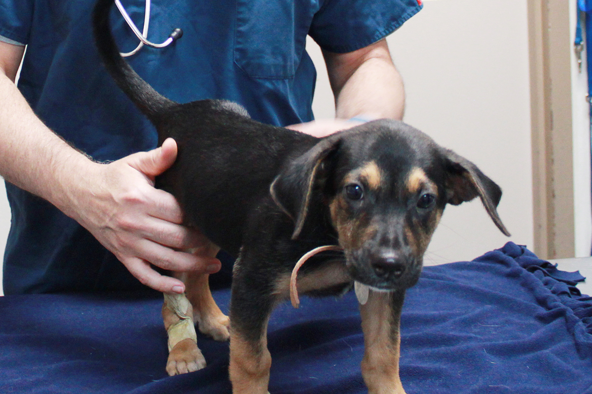 beths-blog-oct2019-sadie-vet-appt