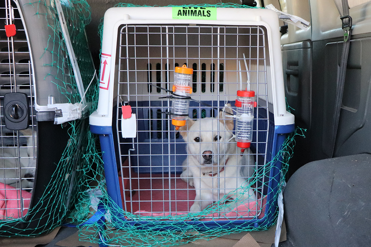 a dog in a cage