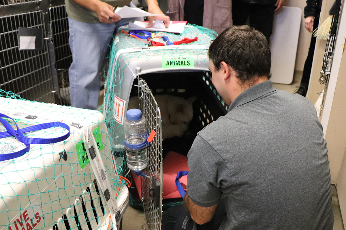 a man looking at a dog in a cage