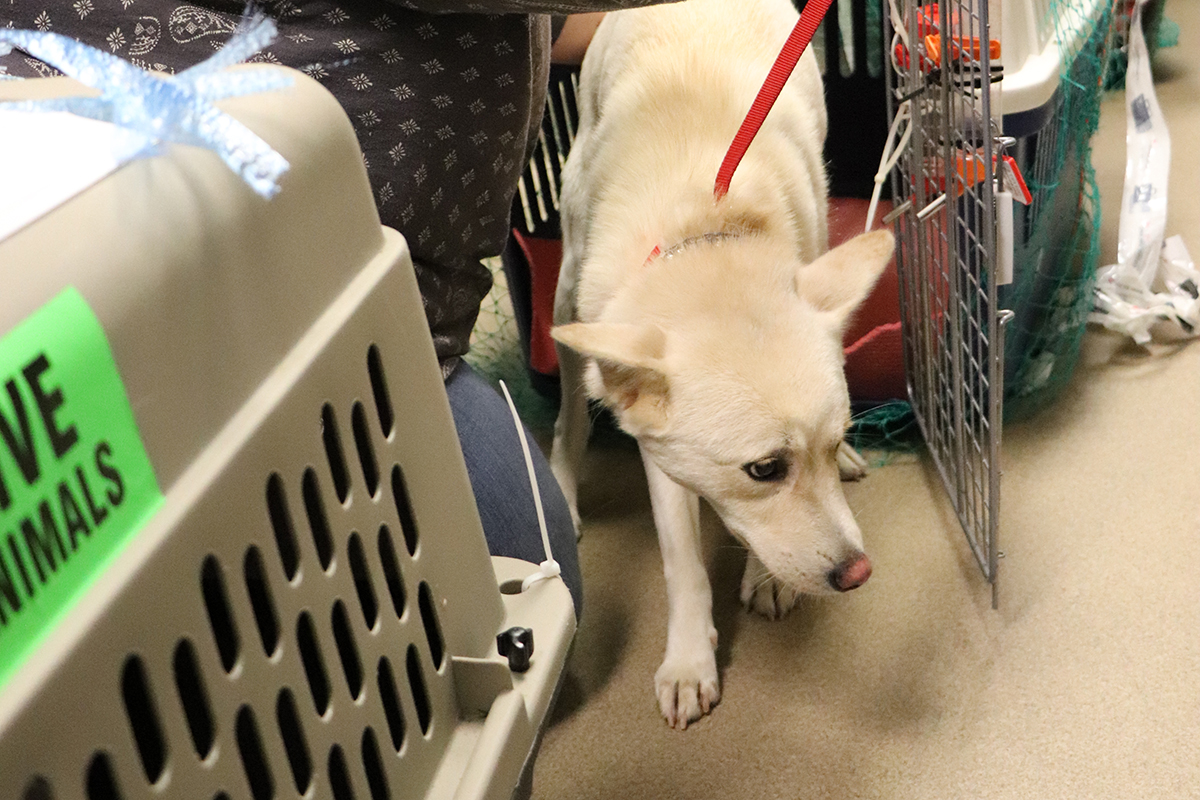 a dog on a leash