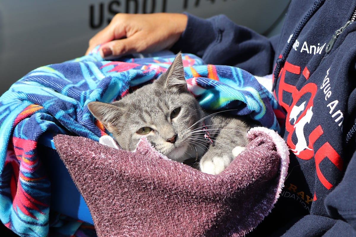 rescue-glenda-pelvic-fracture-092519-img4901 a cat wrapped in a blanket