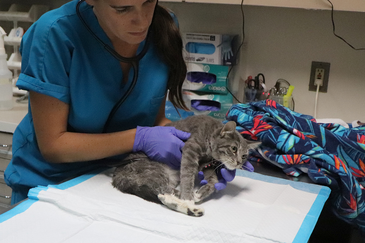 rescue-glenda-pelvic-fracture-092519-img5027 a woman wearing gloves holding a cat