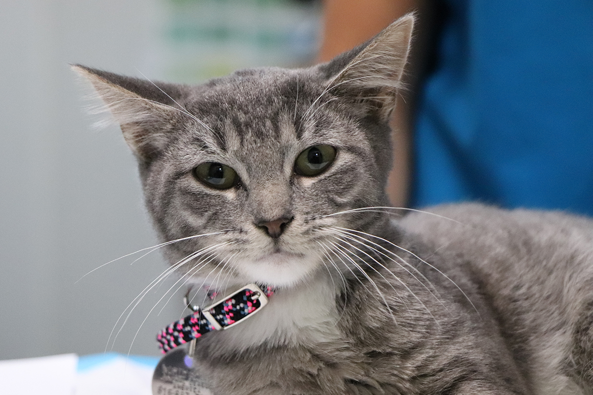 rescue-glenda-pelvic-fracture-092519-img5051 a cat with a collar