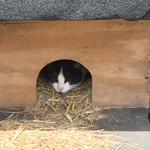 spotlight-story-nassau-boces-feral-cat-adk
