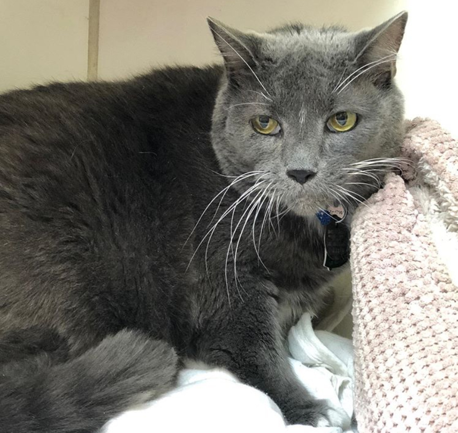 beths-blog-nov2019-e3382-vincent-adopted