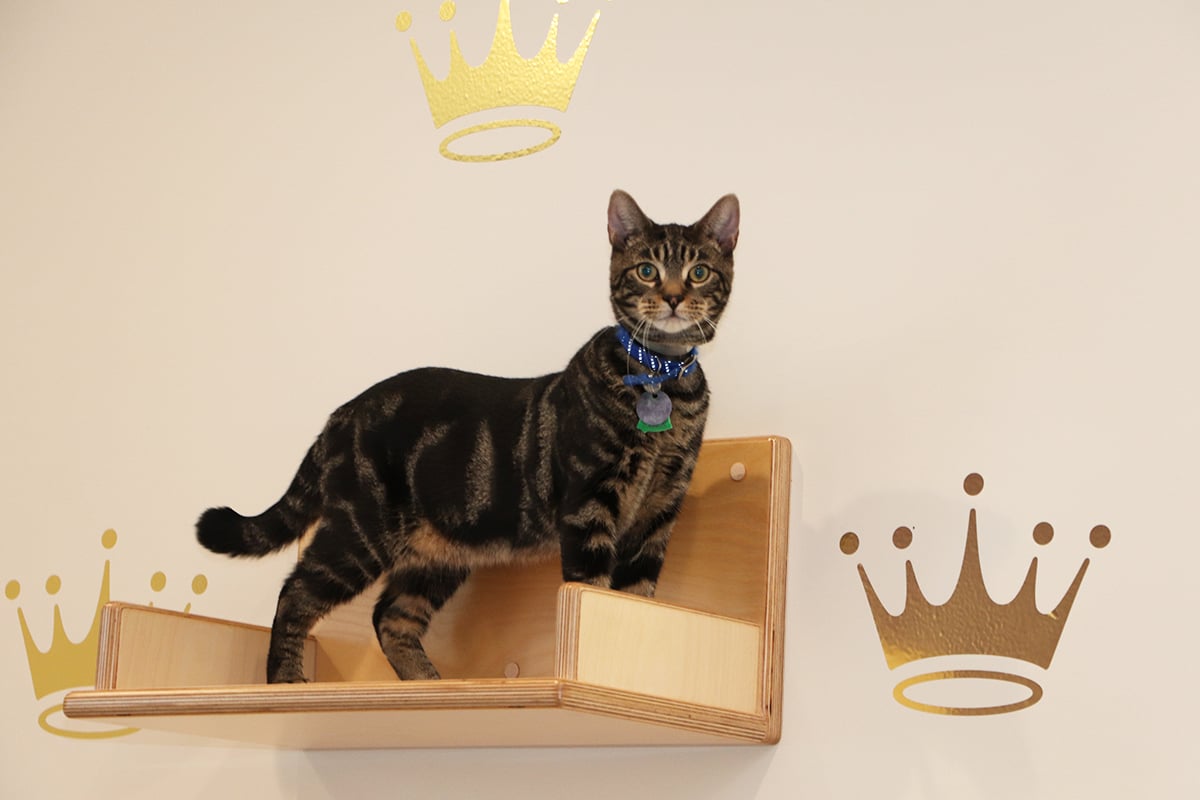 a cat standing on a shelf