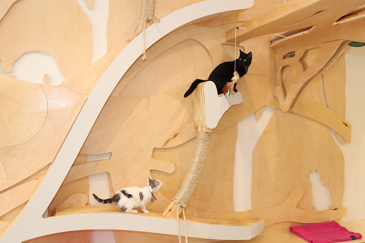 North shore shop feline rescue