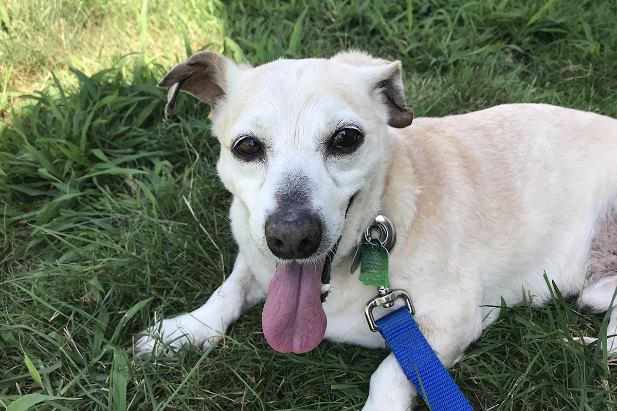 Benefits of Senior Pet Adoption Pet Adoption Blog Animal League