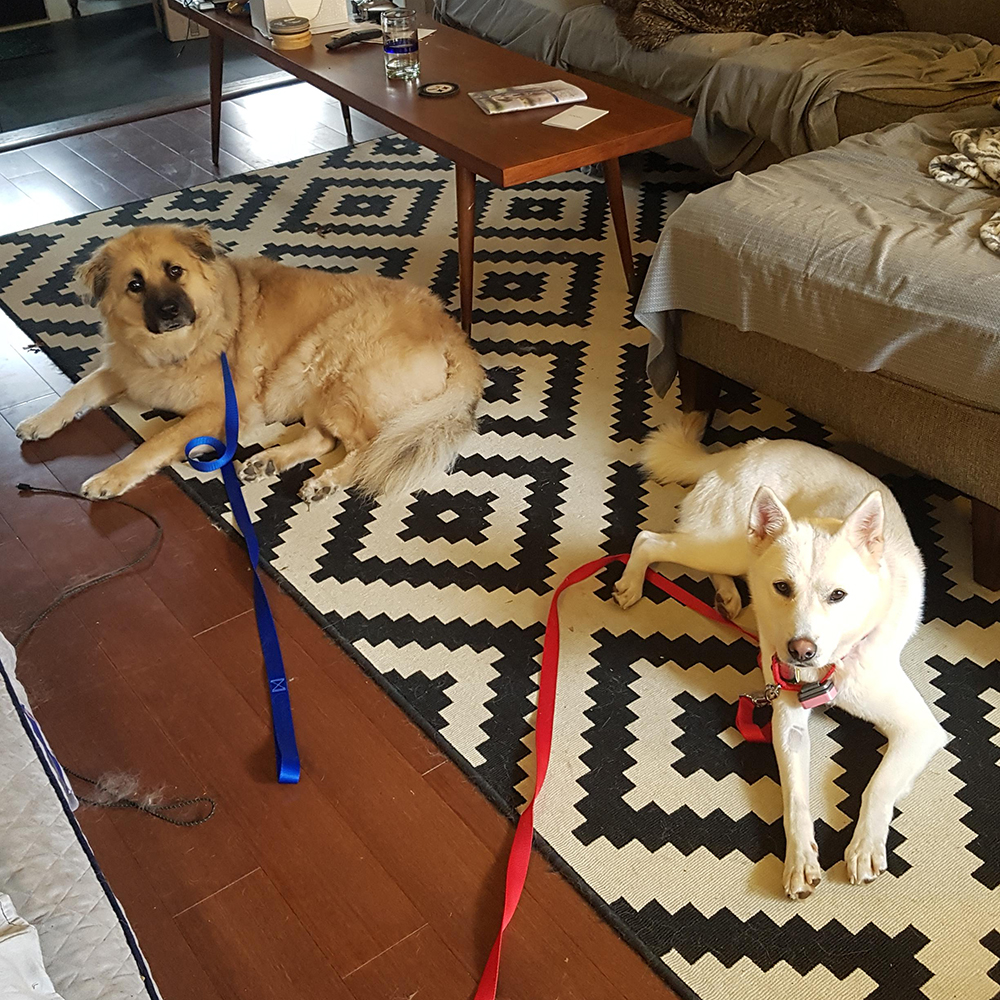 two dogs lying on the floor