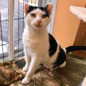 a cat sitting on a blanket