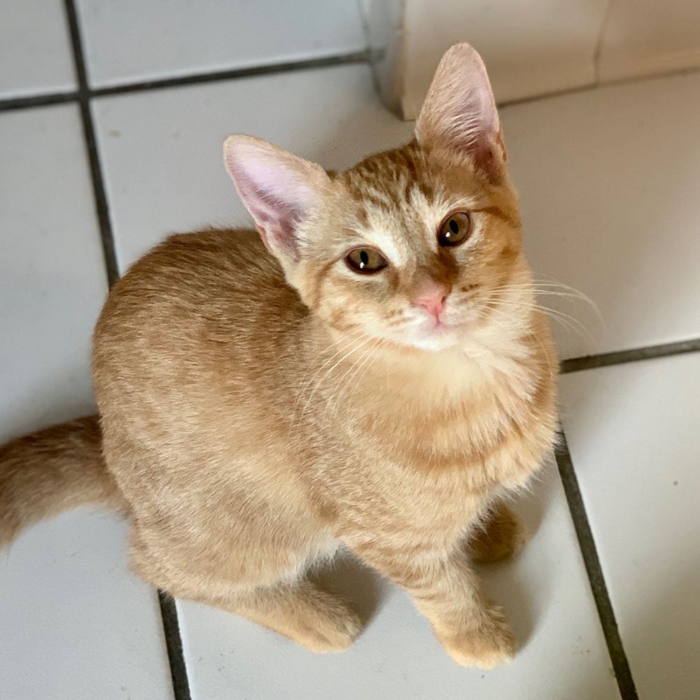 female orange tabby