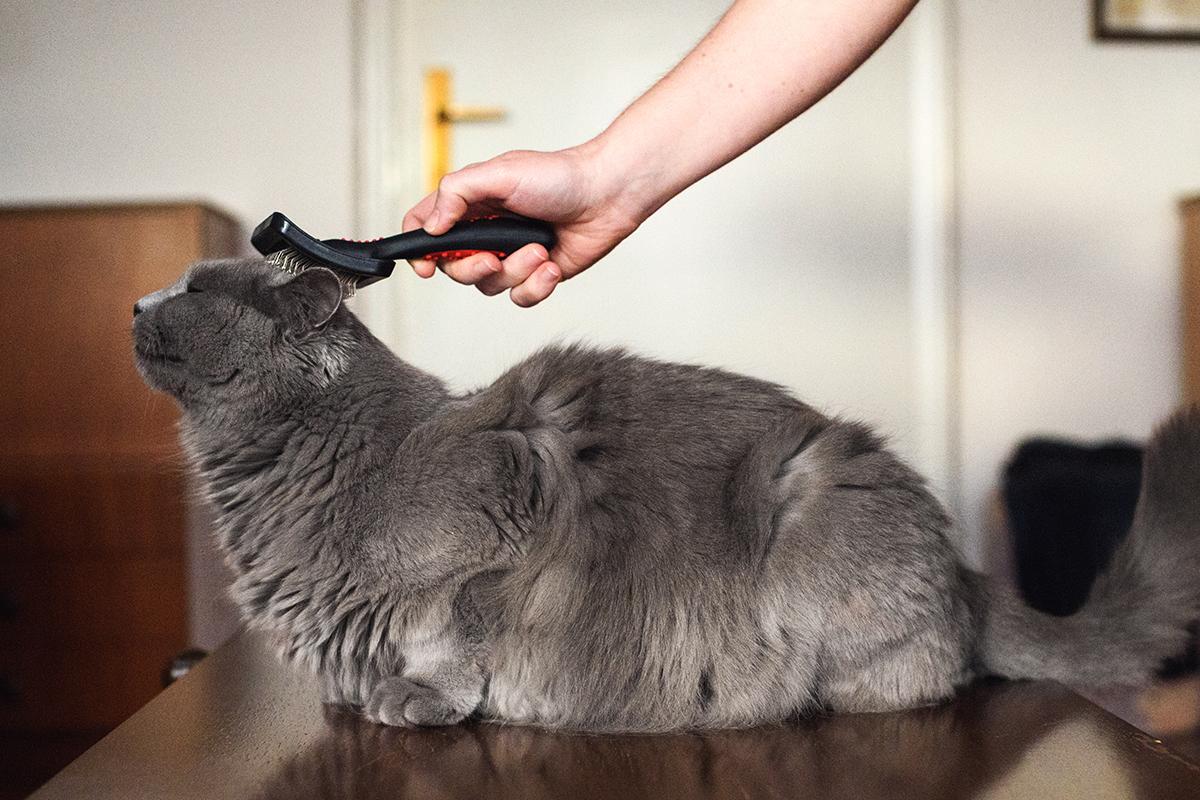 Grooming Chartreux cat