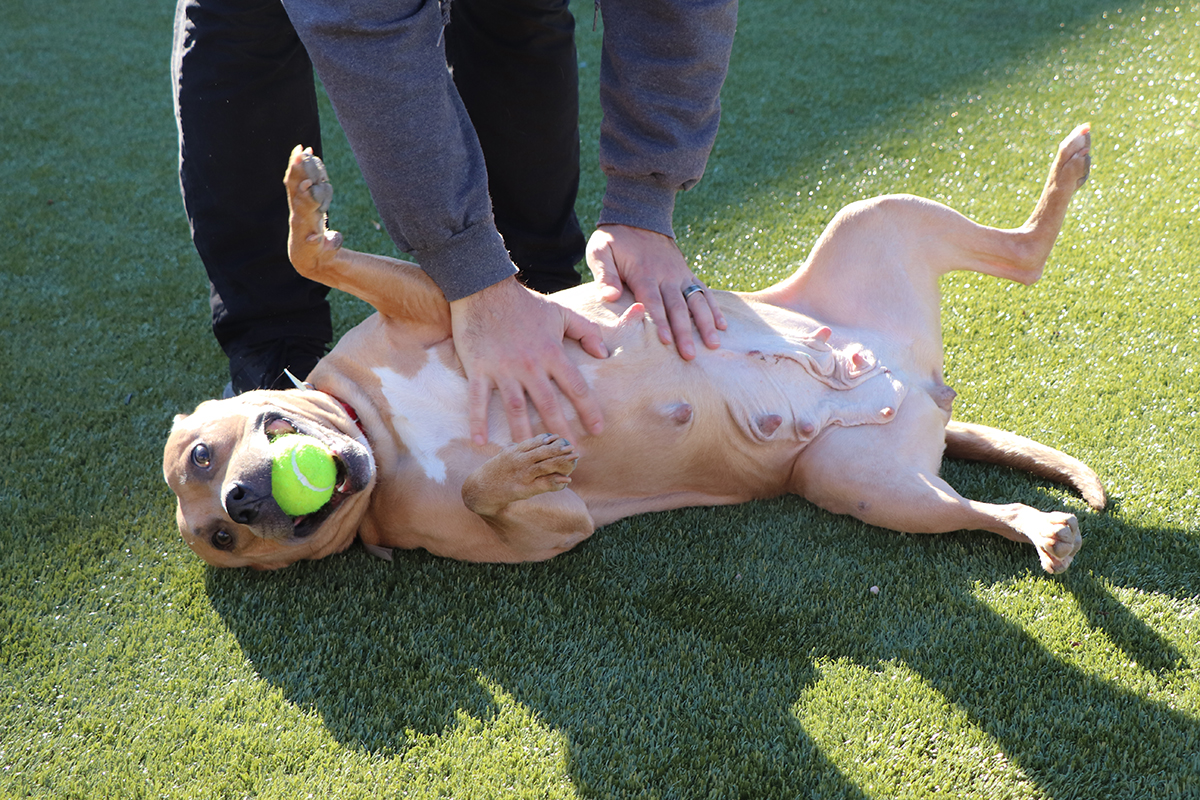 a dog lying on its back with a tennis ball on its head