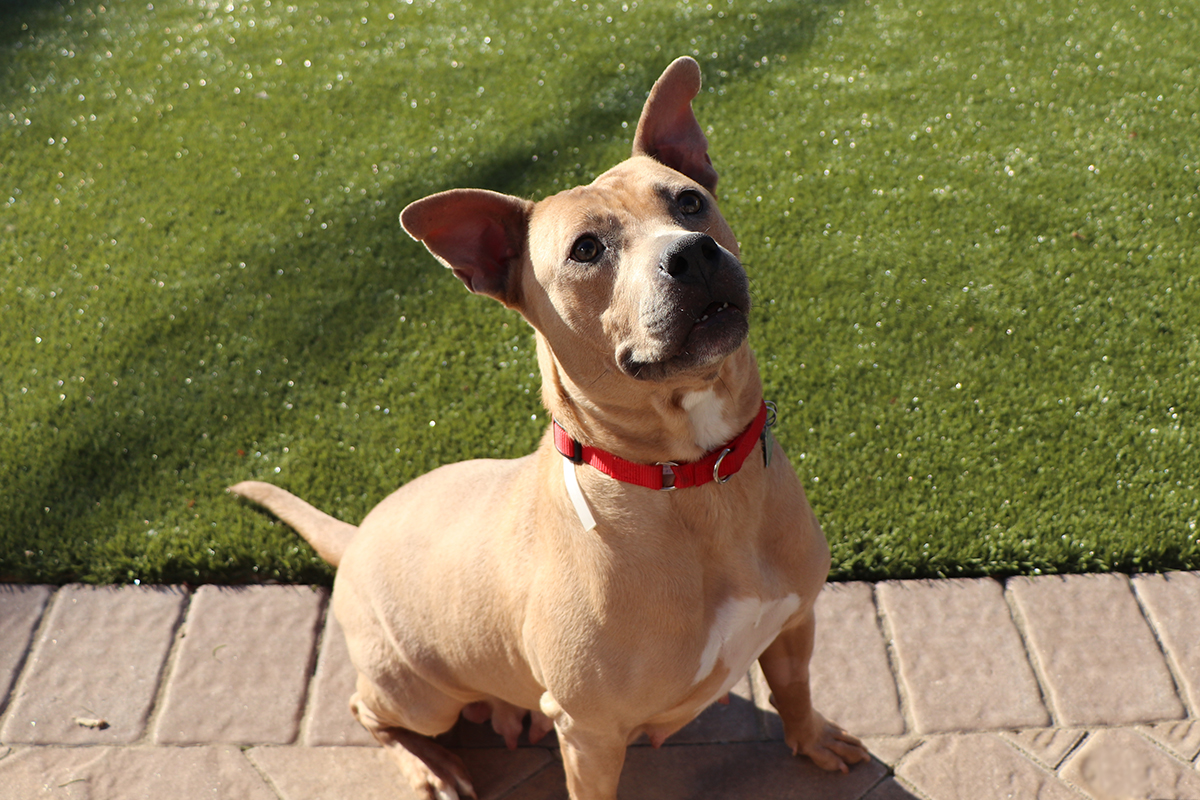 a dog sitting on a brick path