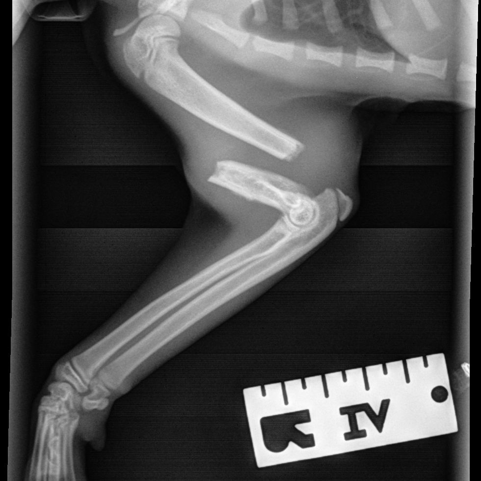 rescue-nubia-xray-102619