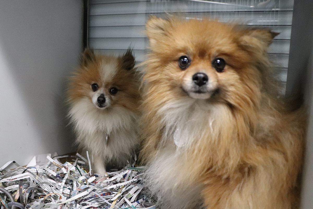 rehoming pomeranian