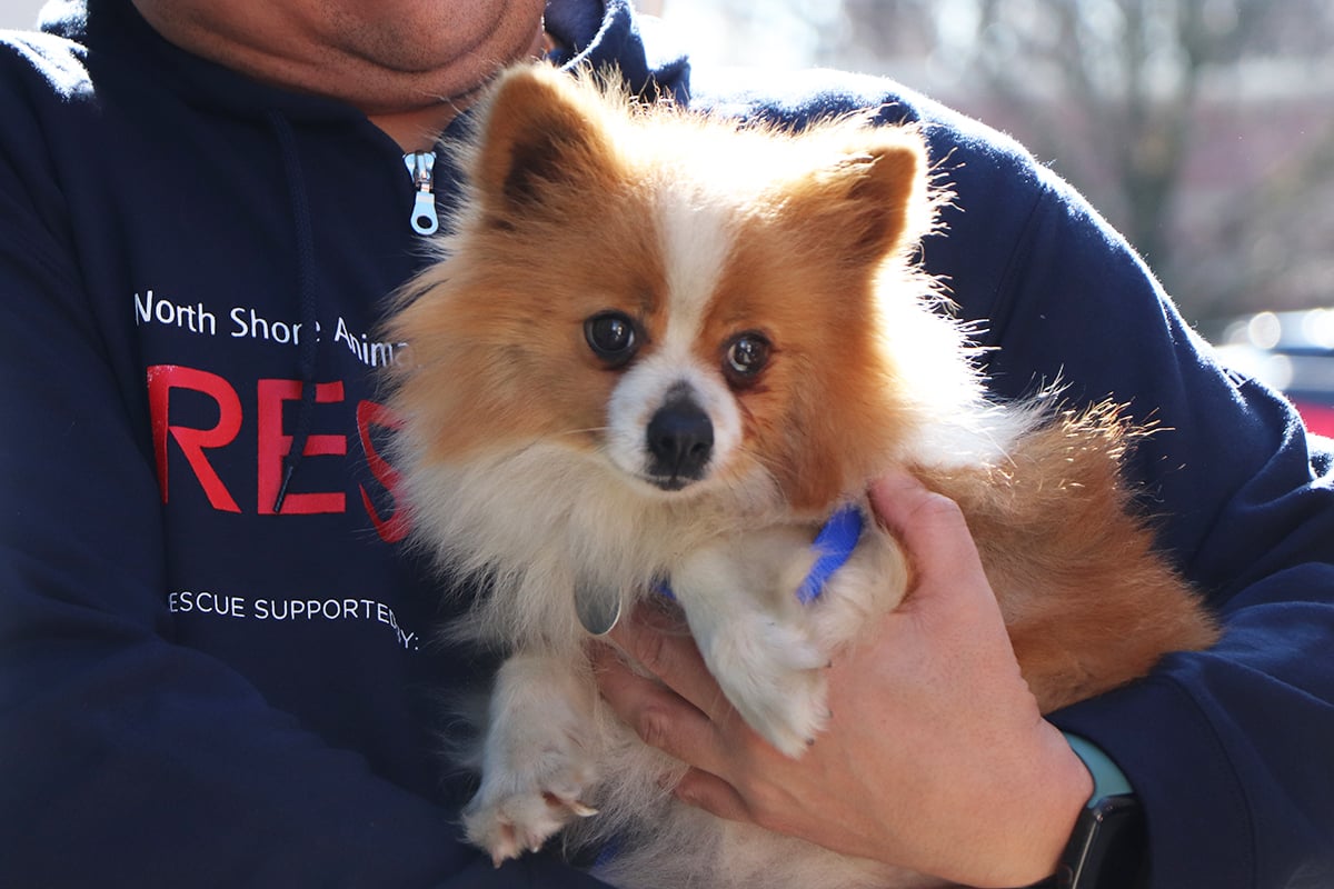 a person holding a dog