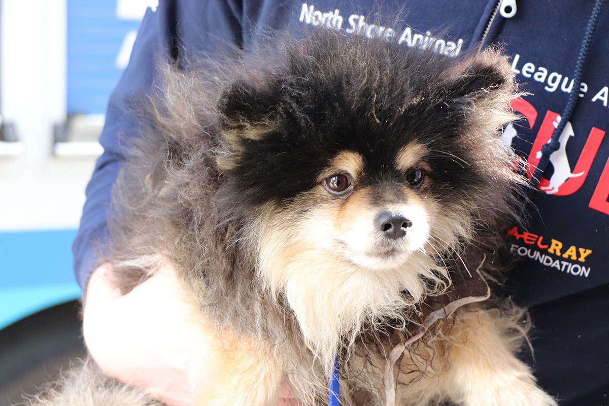 a dog with fluffy hair