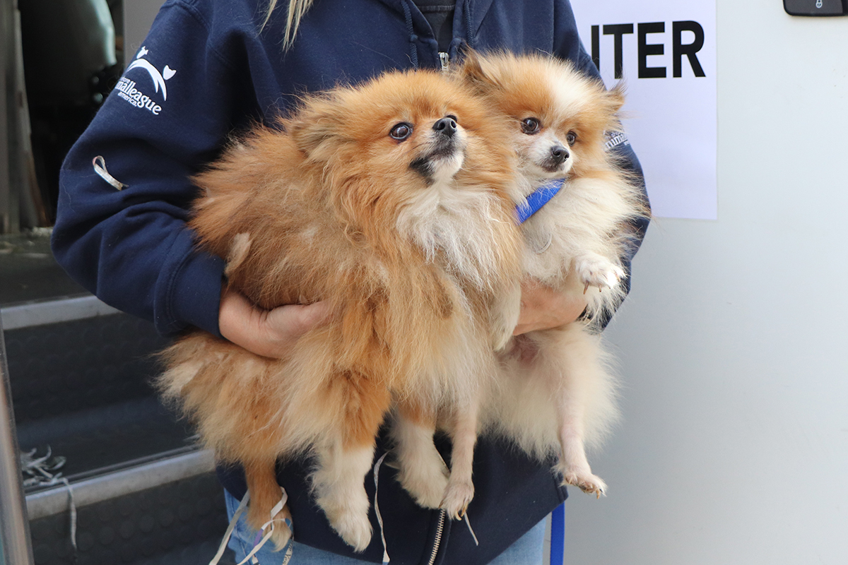 a person holding two dogs