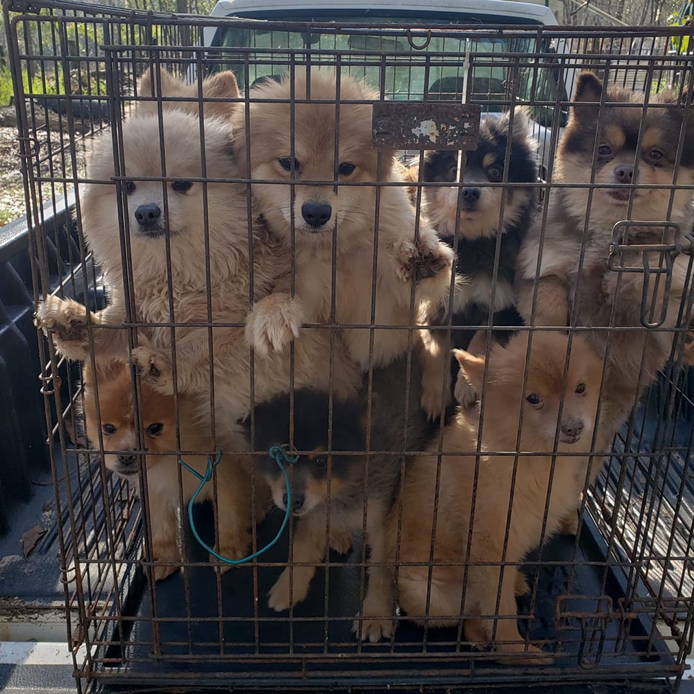 emergency-rescue-pomeranians-at-breeder-012220-IMG_6538 Cinderella Pups