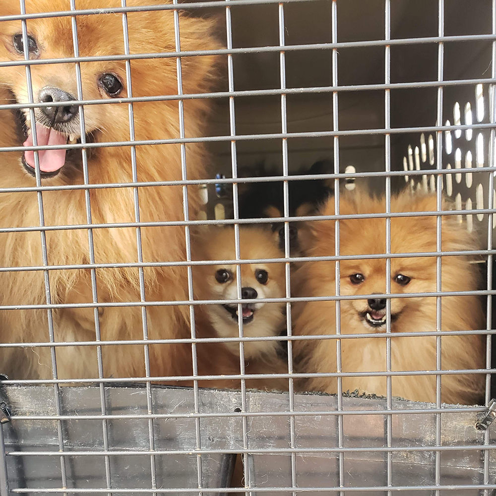 rescue me pomeranian