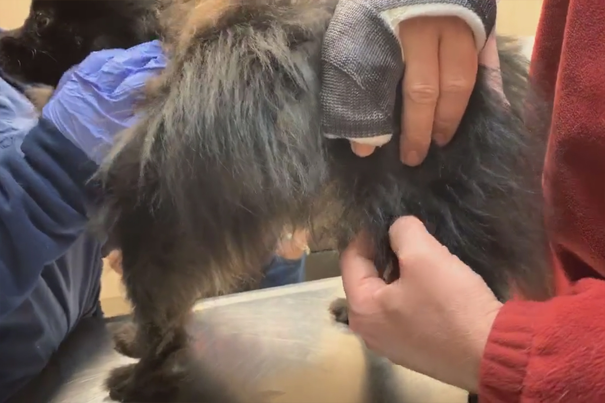 a person holding a dog