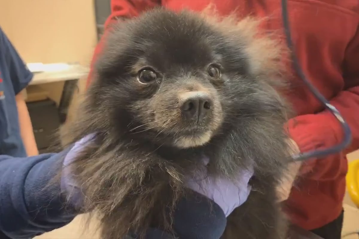 a dog in a person's hand