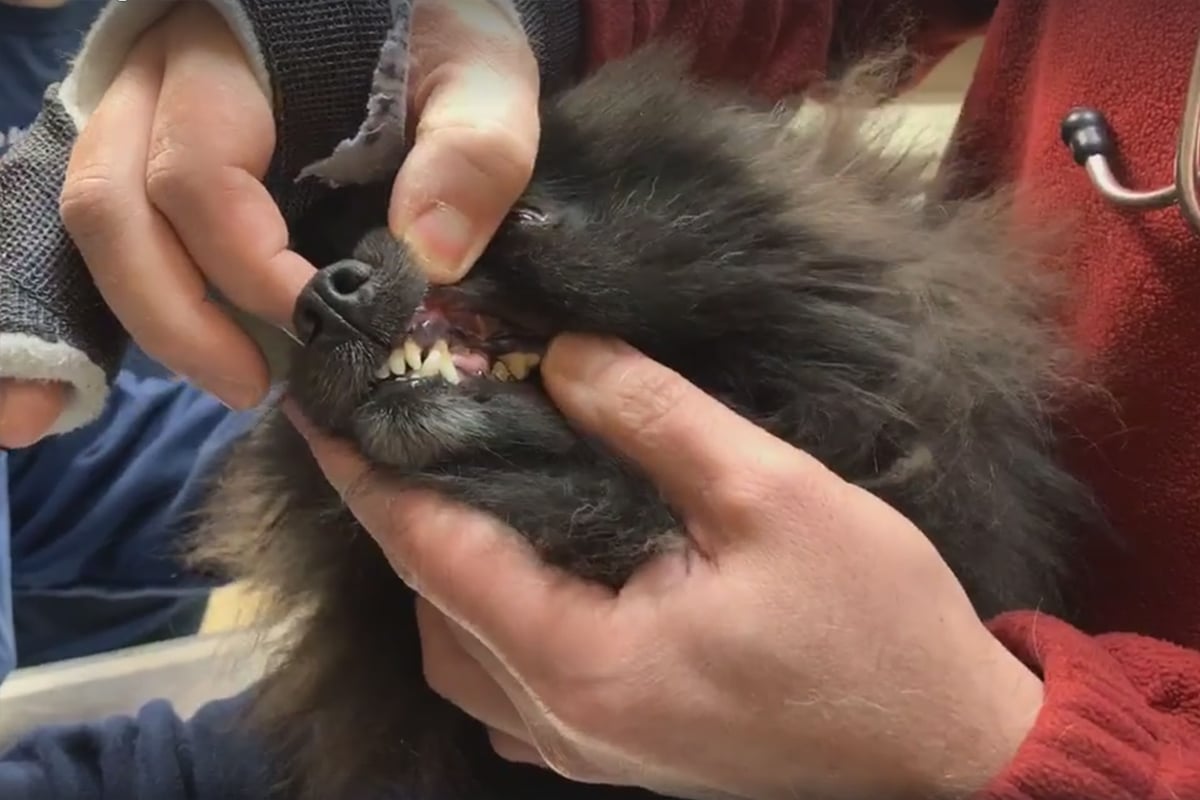 a person holding a dog
