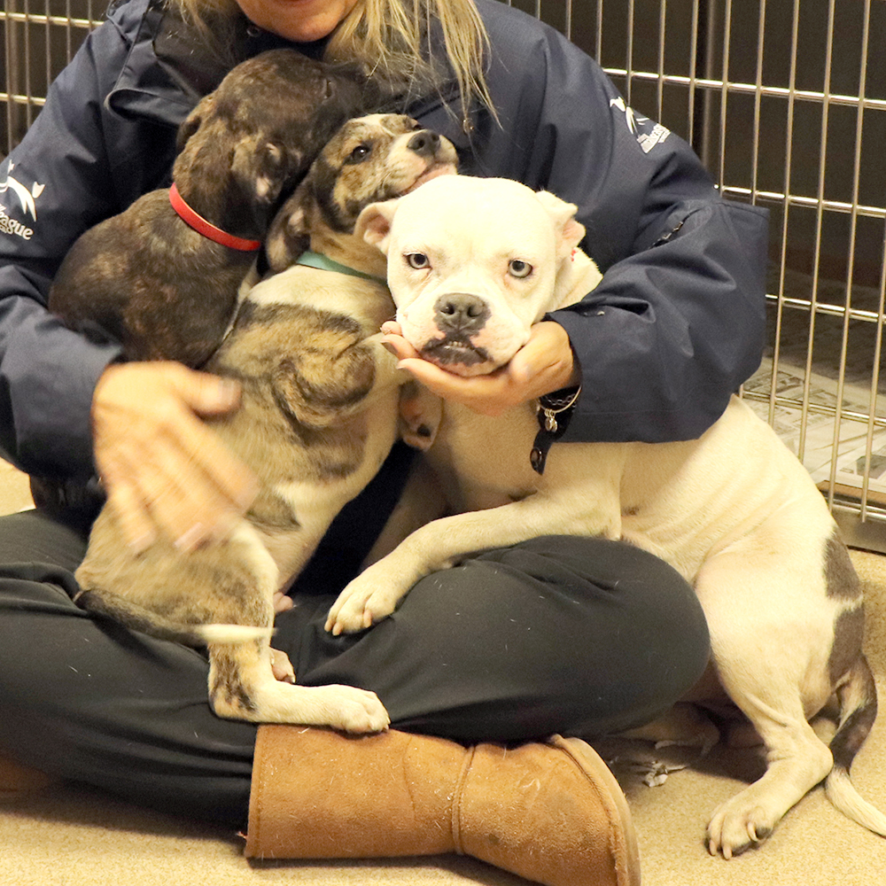 rescue-brooklyn-and-pups-IMG_7360 Emory
