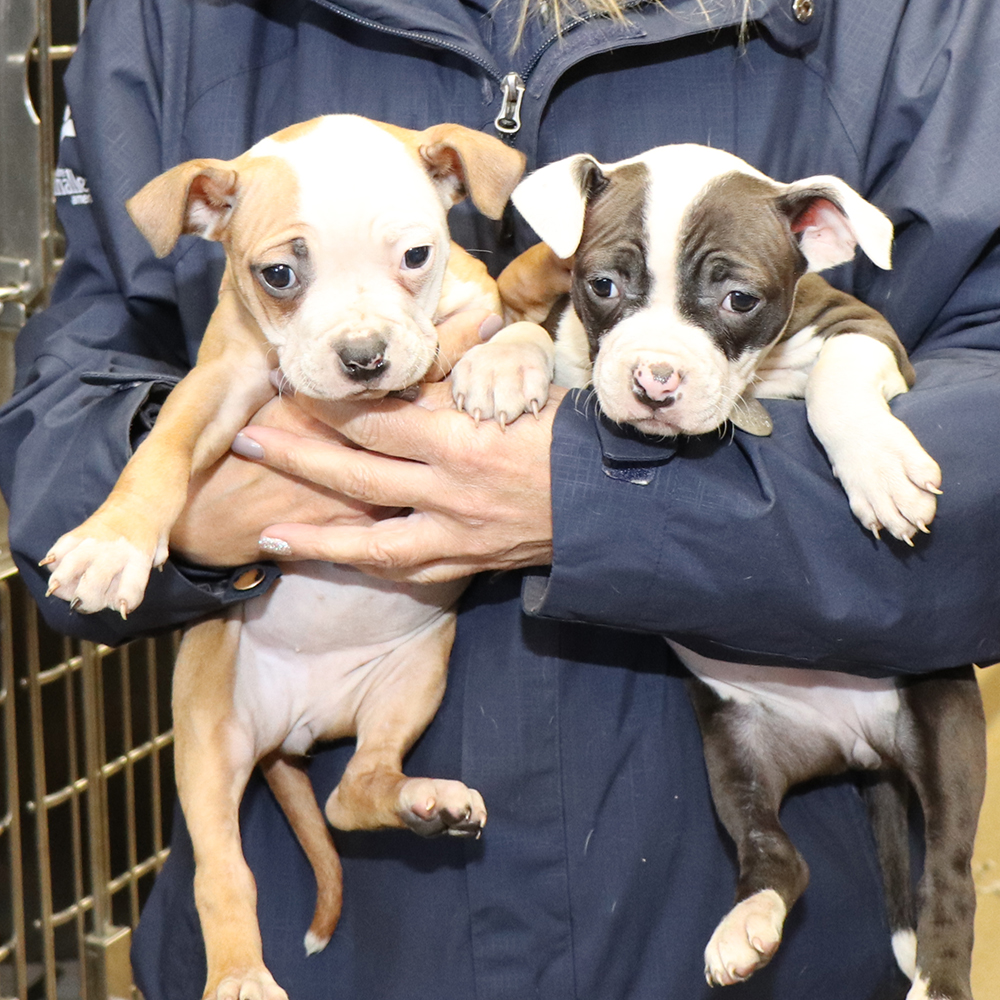 rescue-cinderalla-pups-IMG_7395 Cinderella Pups