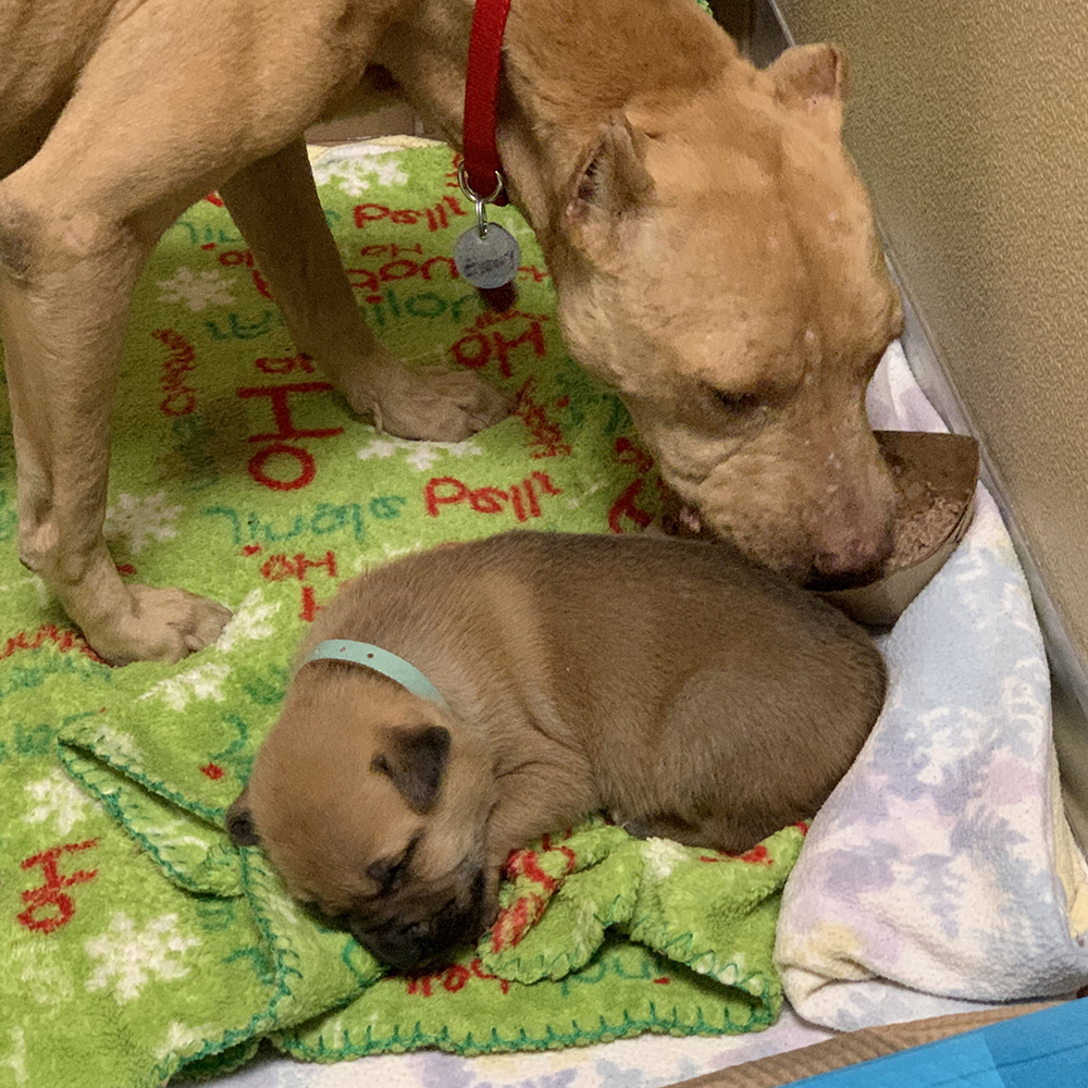 rescue-emory-brown-pup-img_e1238 Emory